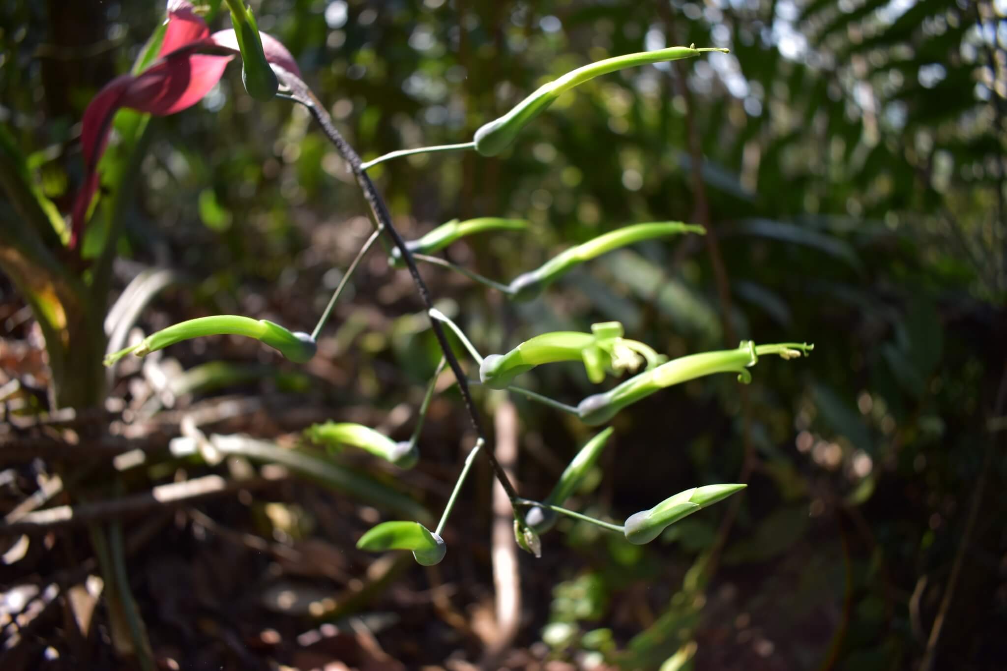 Billbergia viridiflora